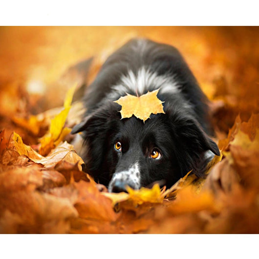 Autumn Dog